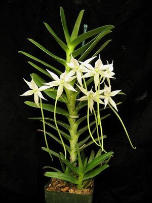 Angreacum shooting stars