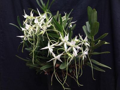 Angreacum shooting stars