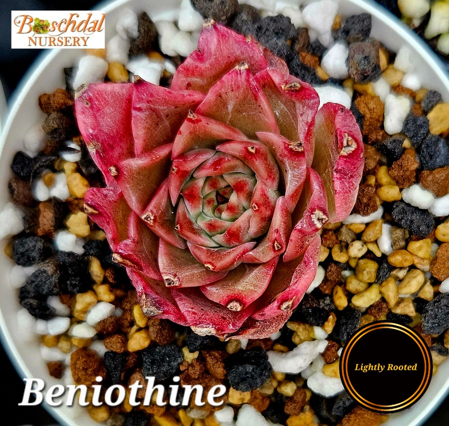 Echeveria Beniothine