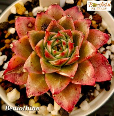Echeveria Beniothine