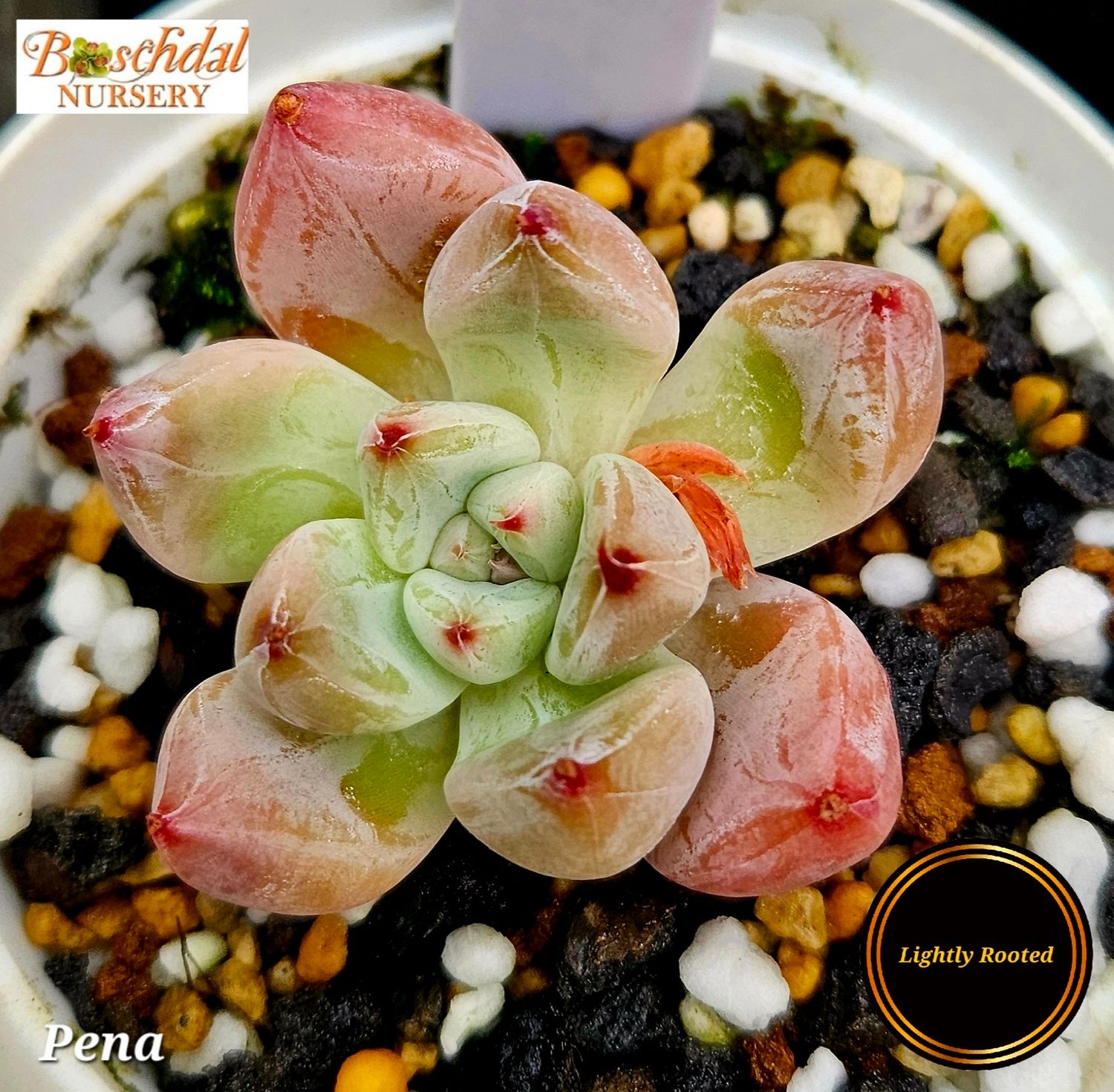 Echeveria Pena
