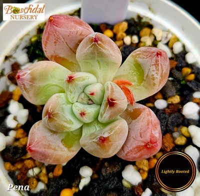 Echeveria Pena Echeveria Pena