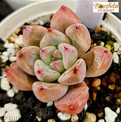 Echeveria Pena