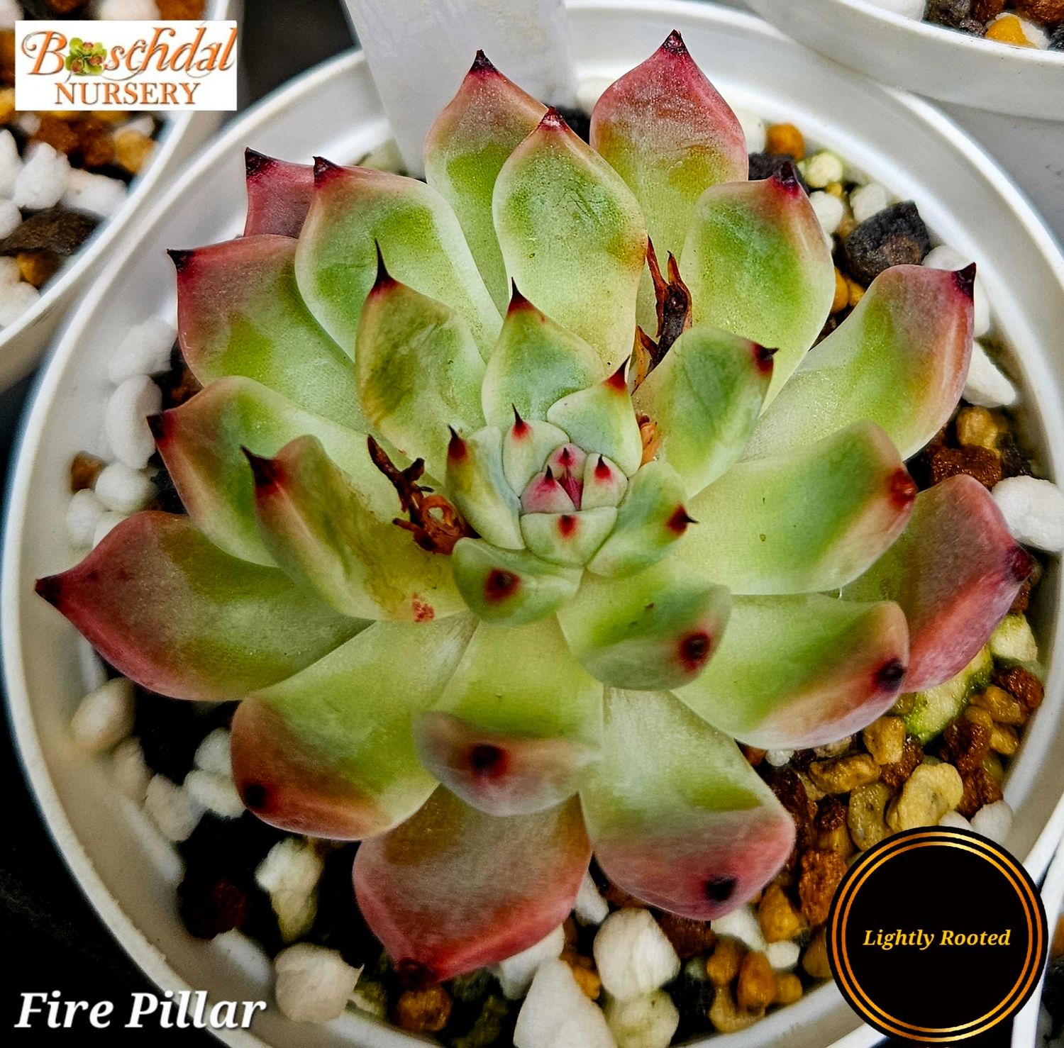 Echeveria Fire Pillar