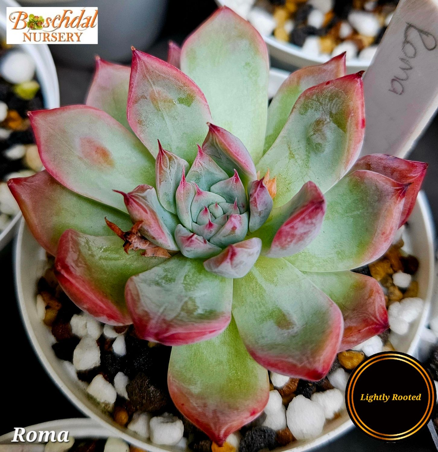 Echeveria Roma
