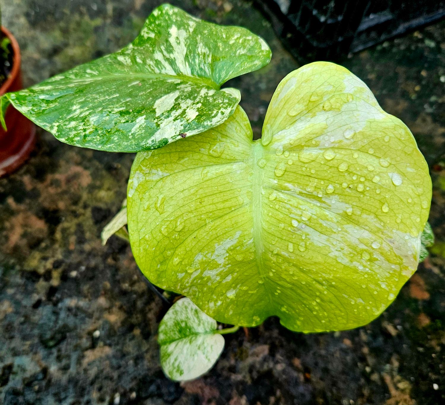 Monstera White Monster