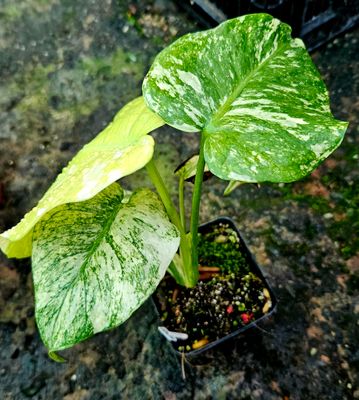 Monstera White Monster