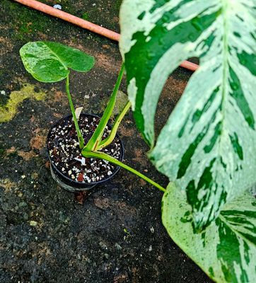 Monstera Vietciosa