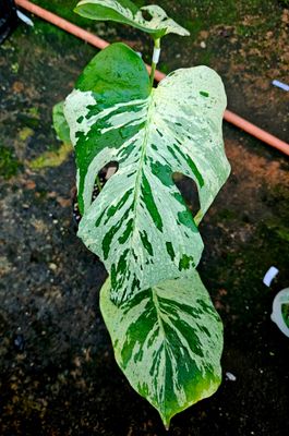 Monstera Vietciosa Monstera Vietciosa