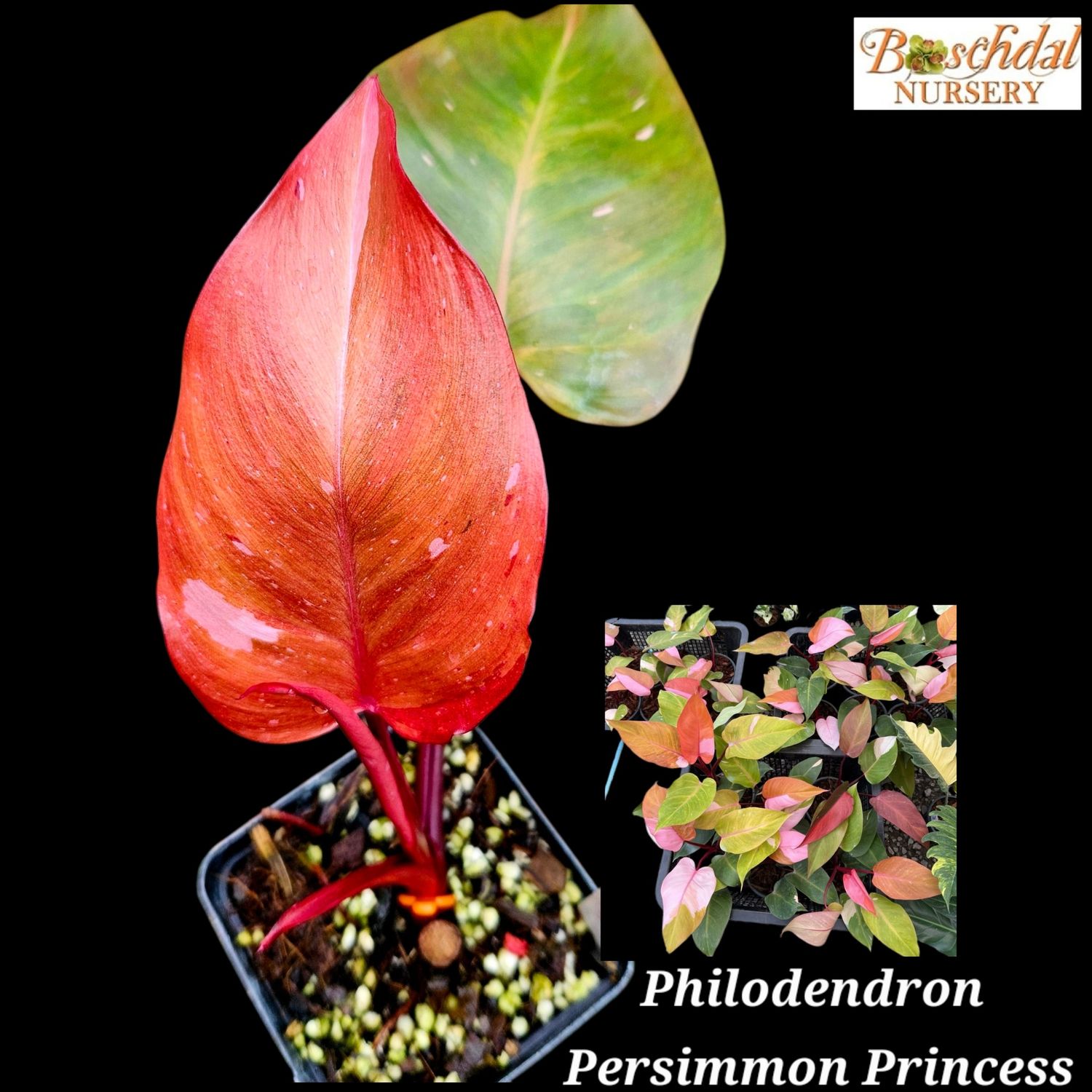 Philodendron Persimmon Princess
