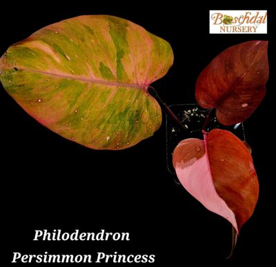 Philodendron Persimmon Princess