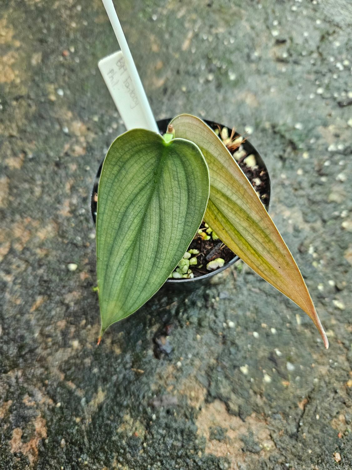 Philodendron Burle Marx Fantacy