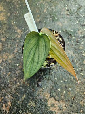 Philodendron Burle Marx Fantacy