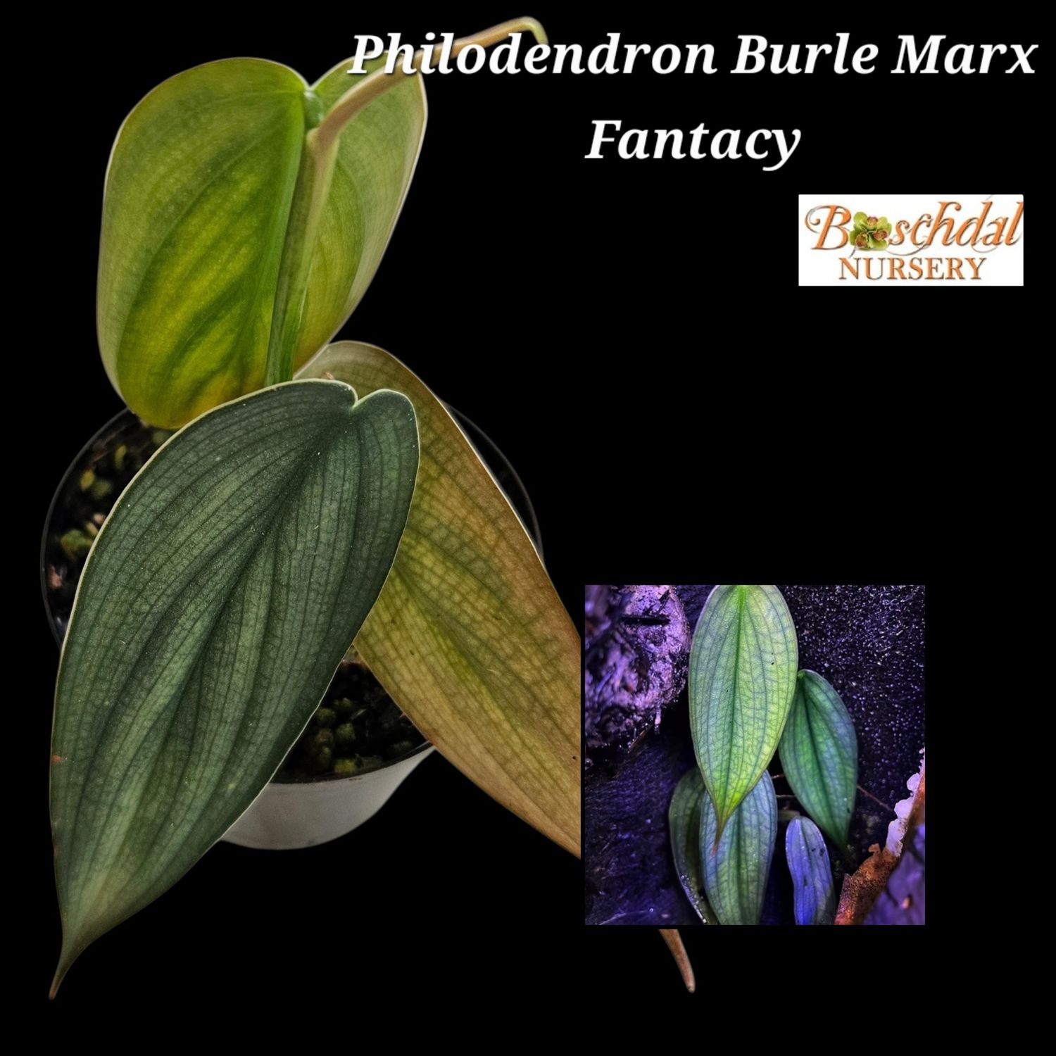 Philodendron Burle Marx Fantacy Philodendron Burle Marx Fantacy