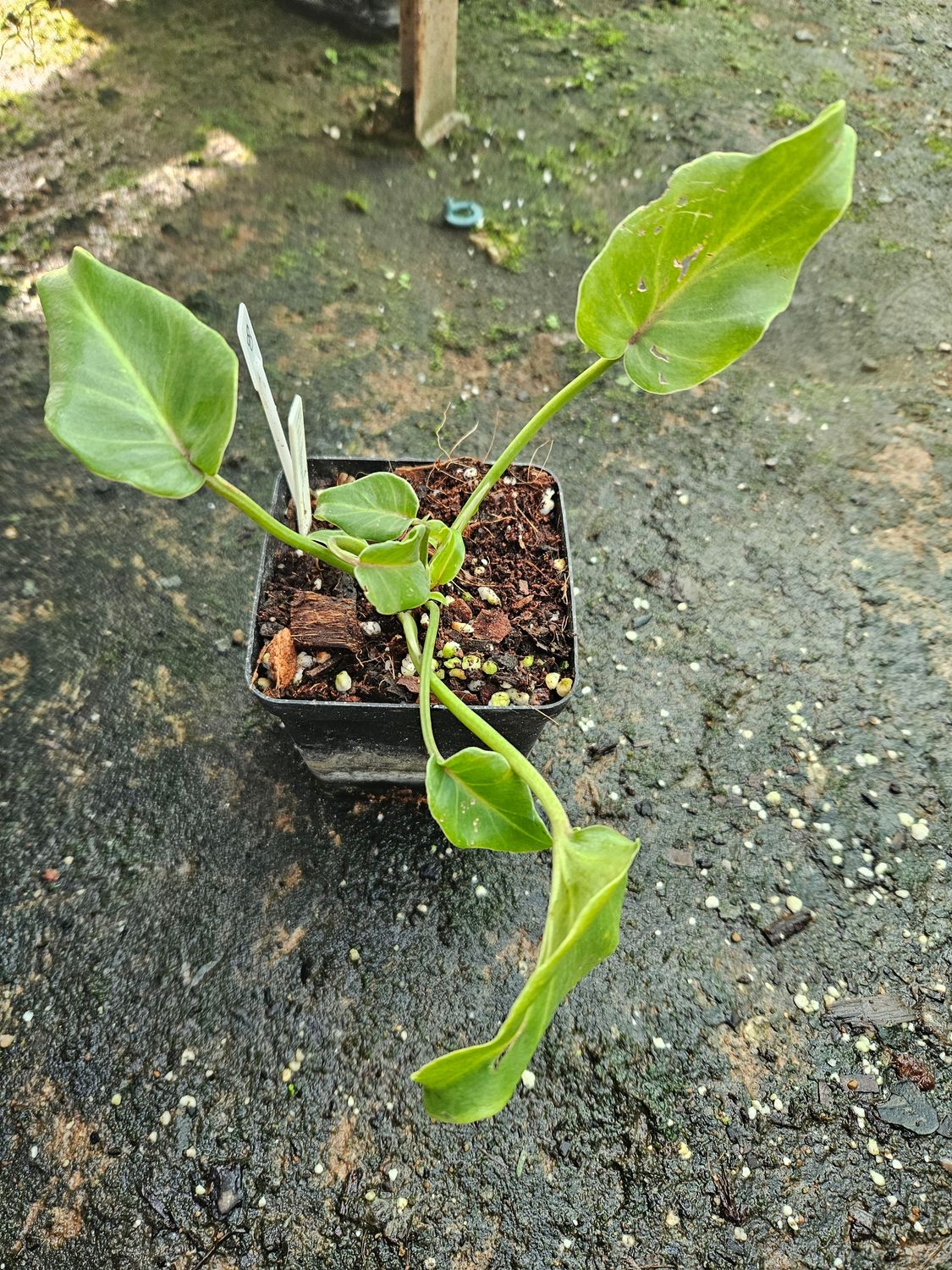 Philodendron Havana