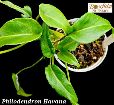 Philodendron Havana Philodendron Havana