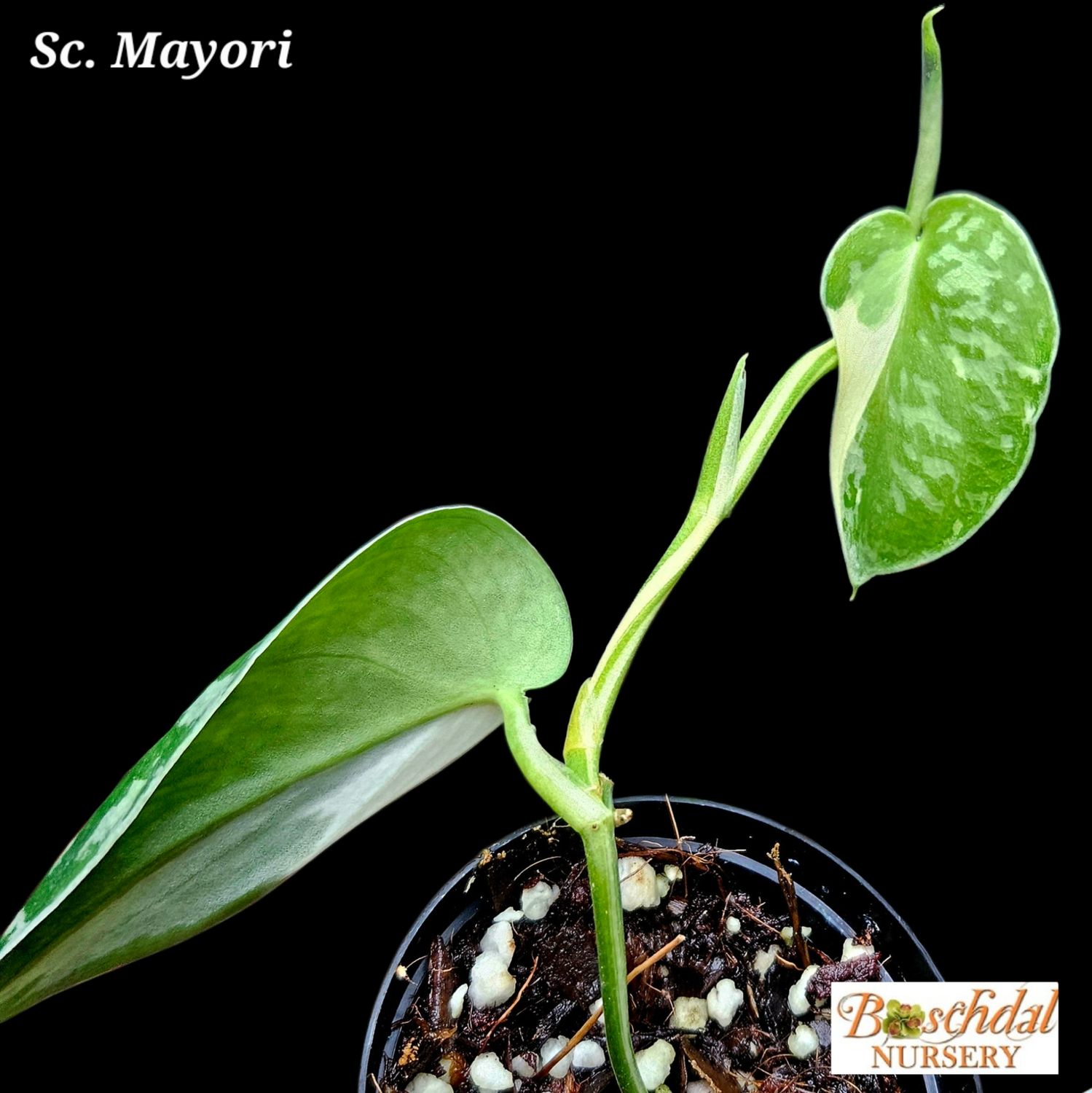 Scindapsus Mayari