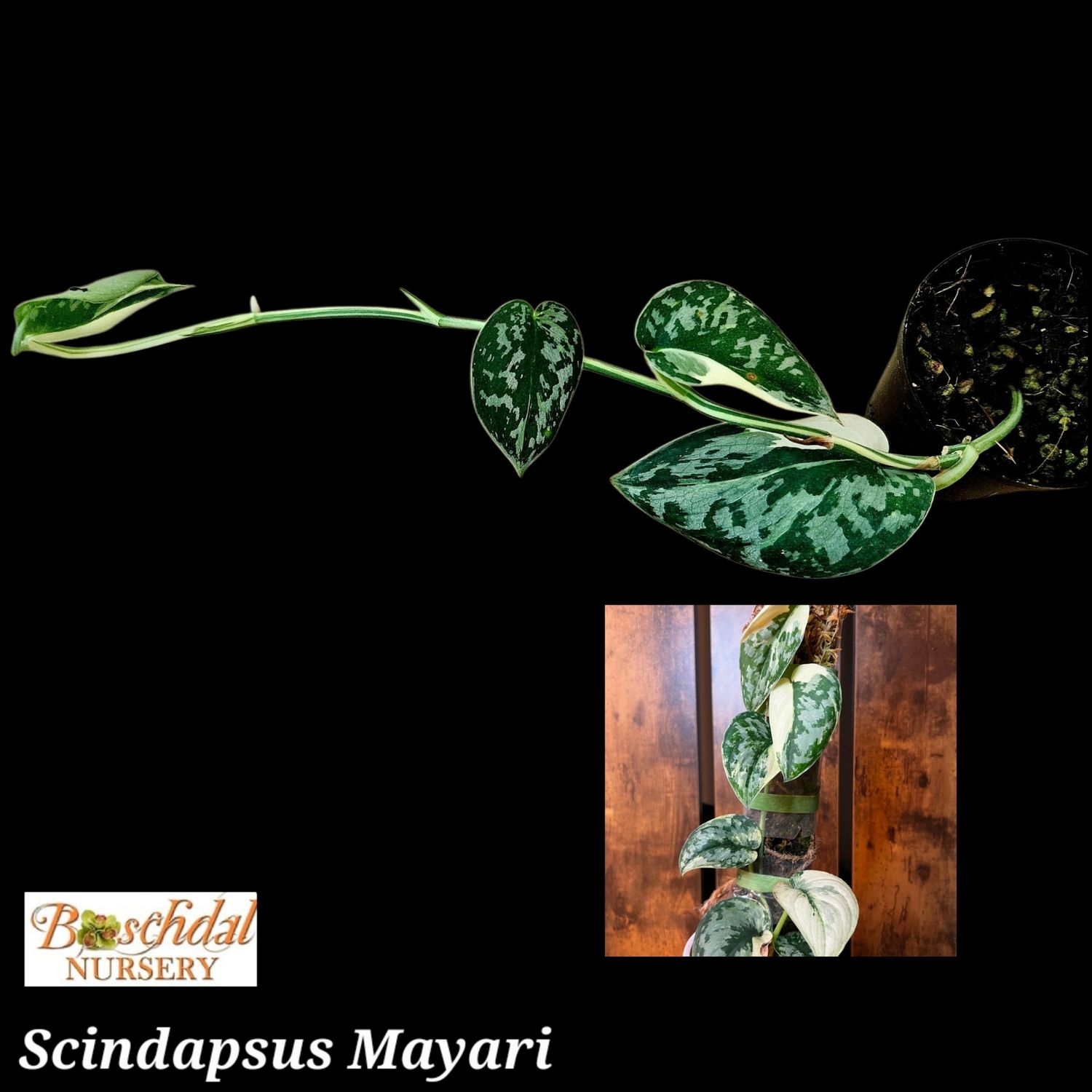 Scindapsus Mayari Scindapsus Mayari
