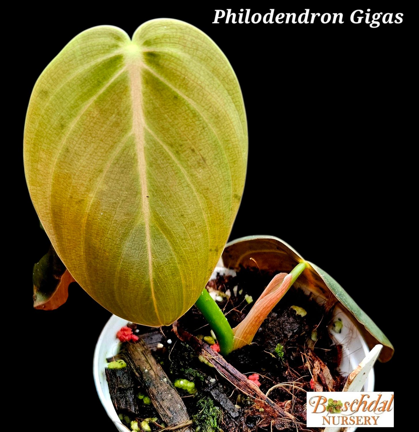 Philodendron Gigas