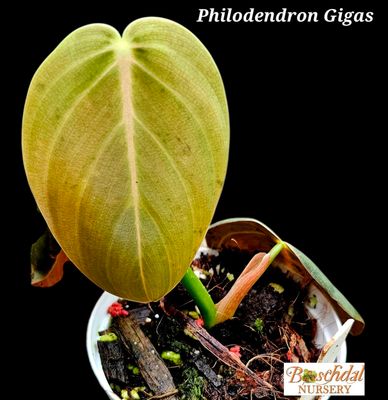Philodendron Gigas