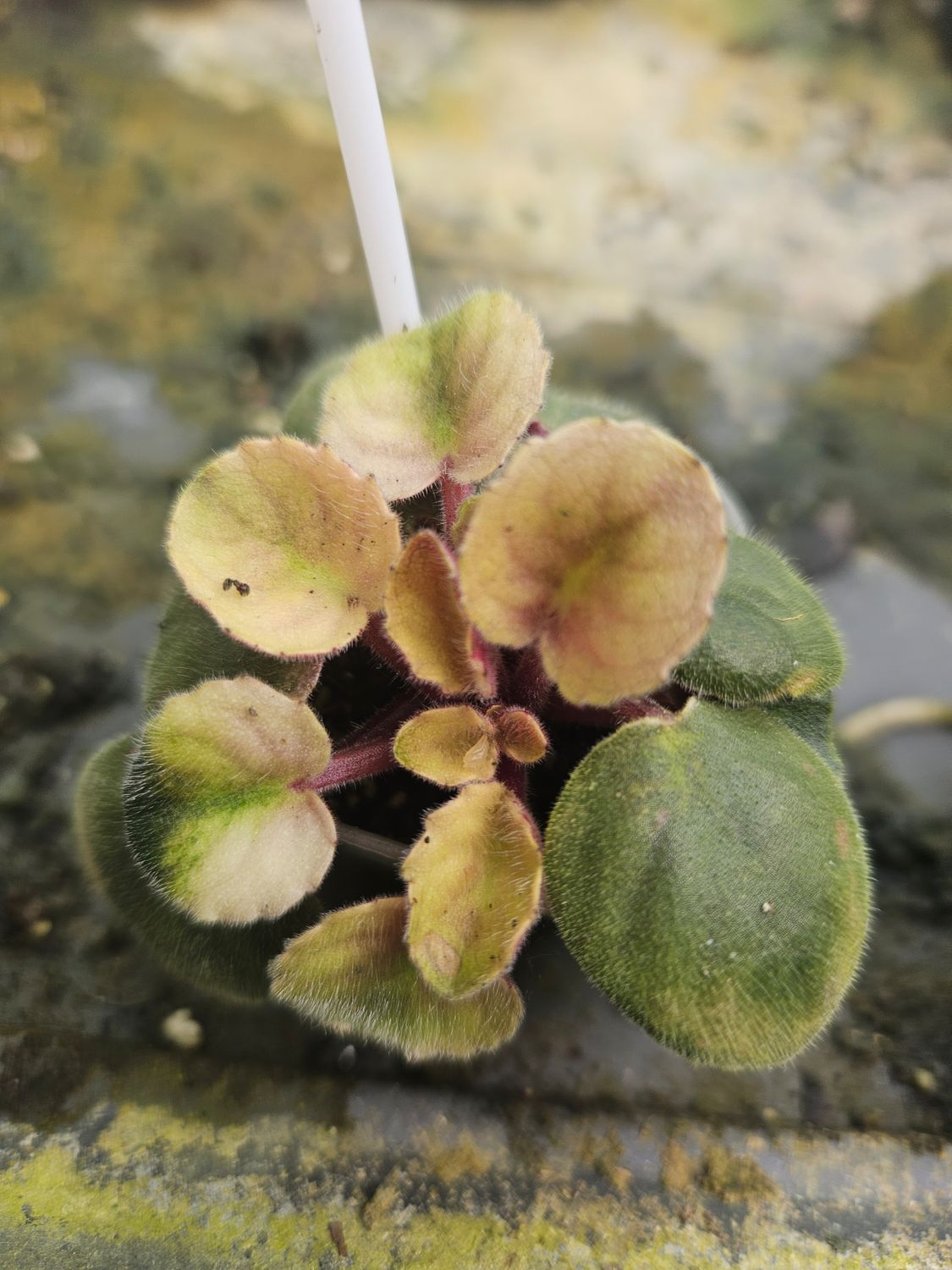 African Violet Dimboola (Miniature)