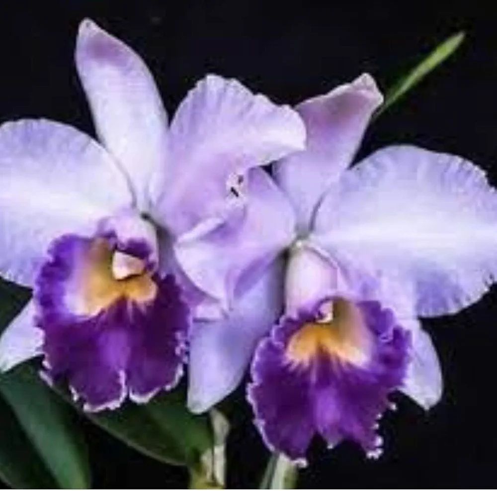 Cattleya Hiroshima melodie