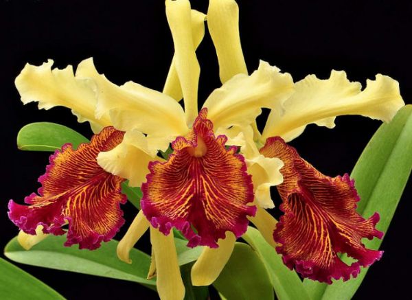Cattleya Dowiana f. Aurea