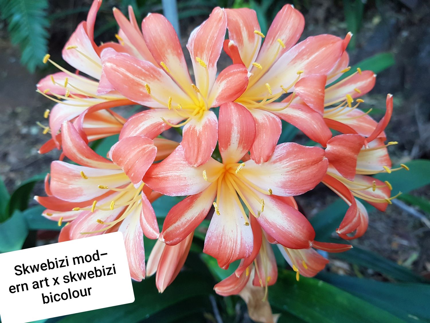 Clivia Skwebizi Modern Art x Sckwebizi Bicolour T