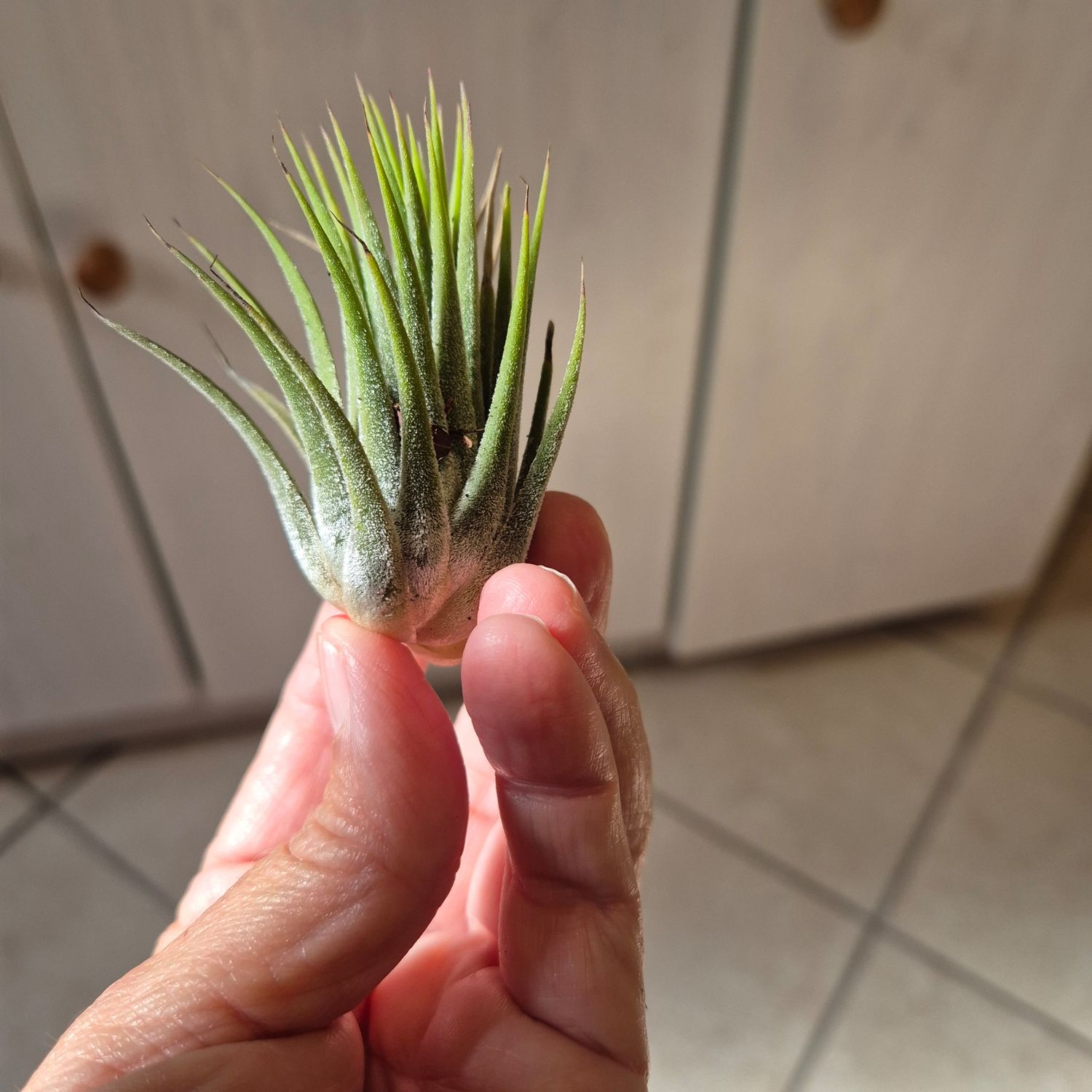 Tillandsia ionantha guatemala