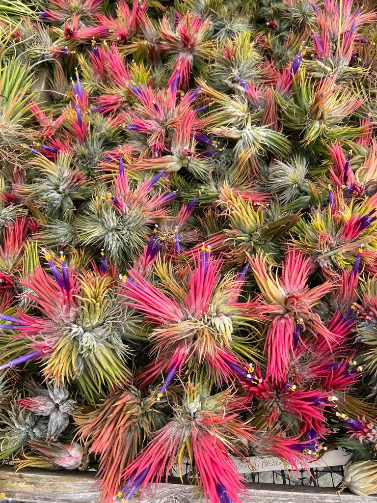 Tillandsia ionantha v fastigiata