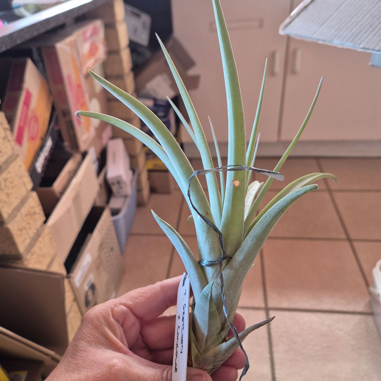 Tillandsia Gretchen x concolor