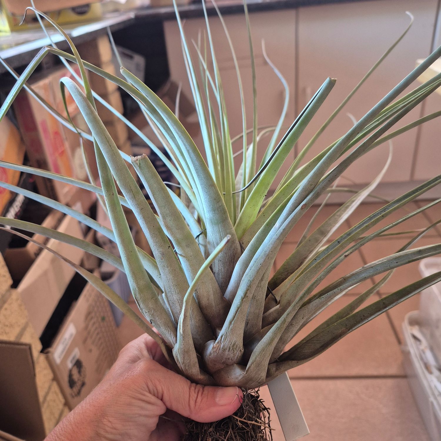 Tillandsia tropiflora