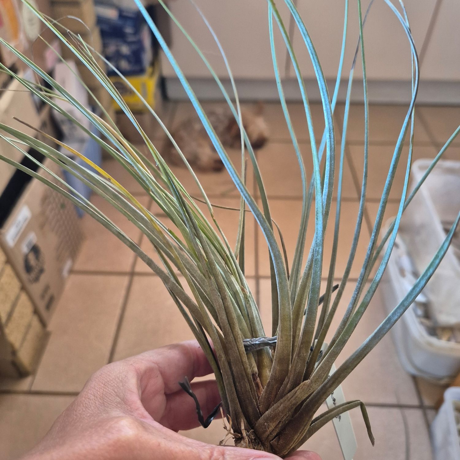Tillandsia floribunda