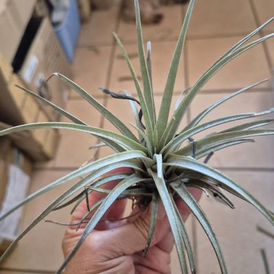 Tillandsias mimi- var chuetensis Tillandsias mimi- var chuetensis