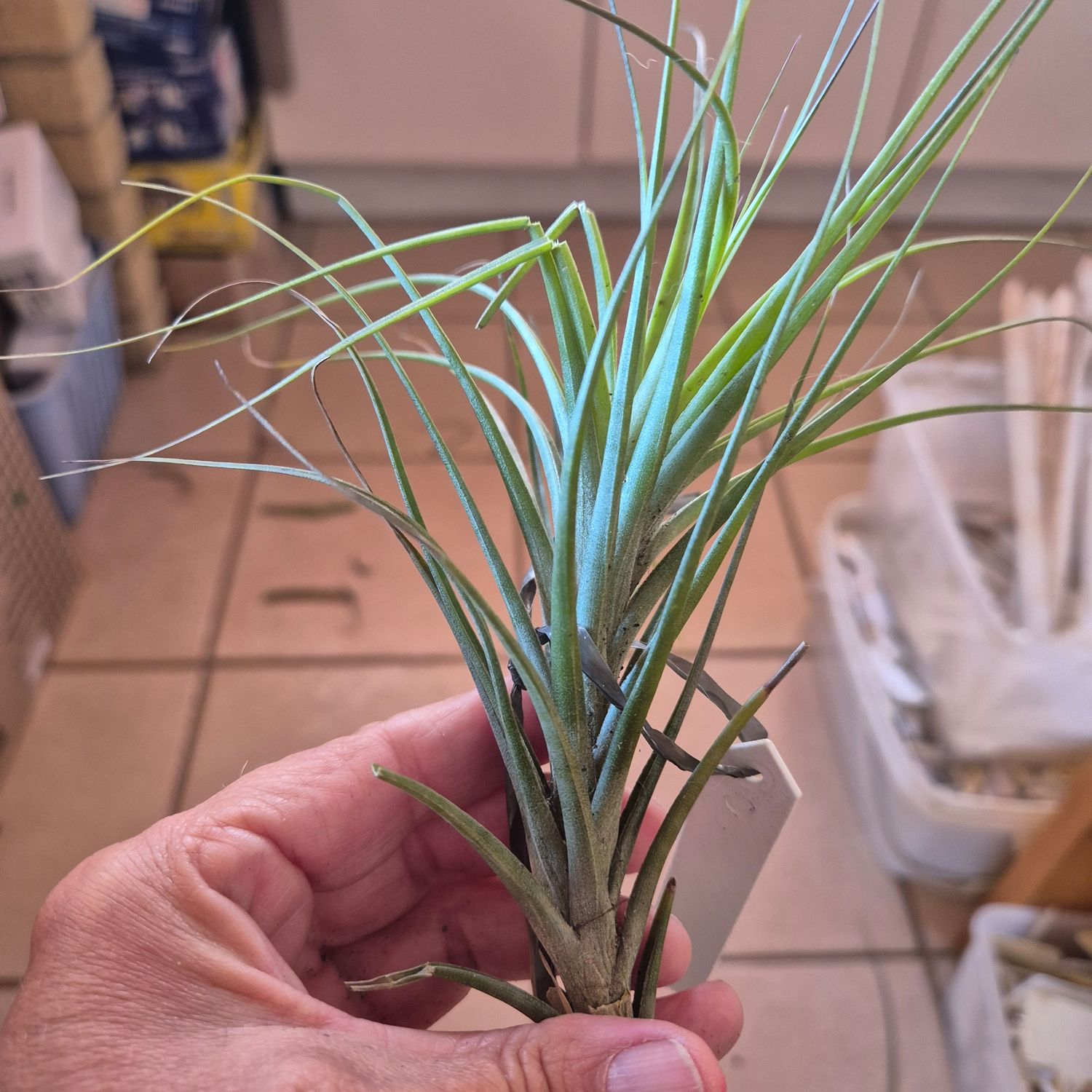 Tillandsia Caulescence