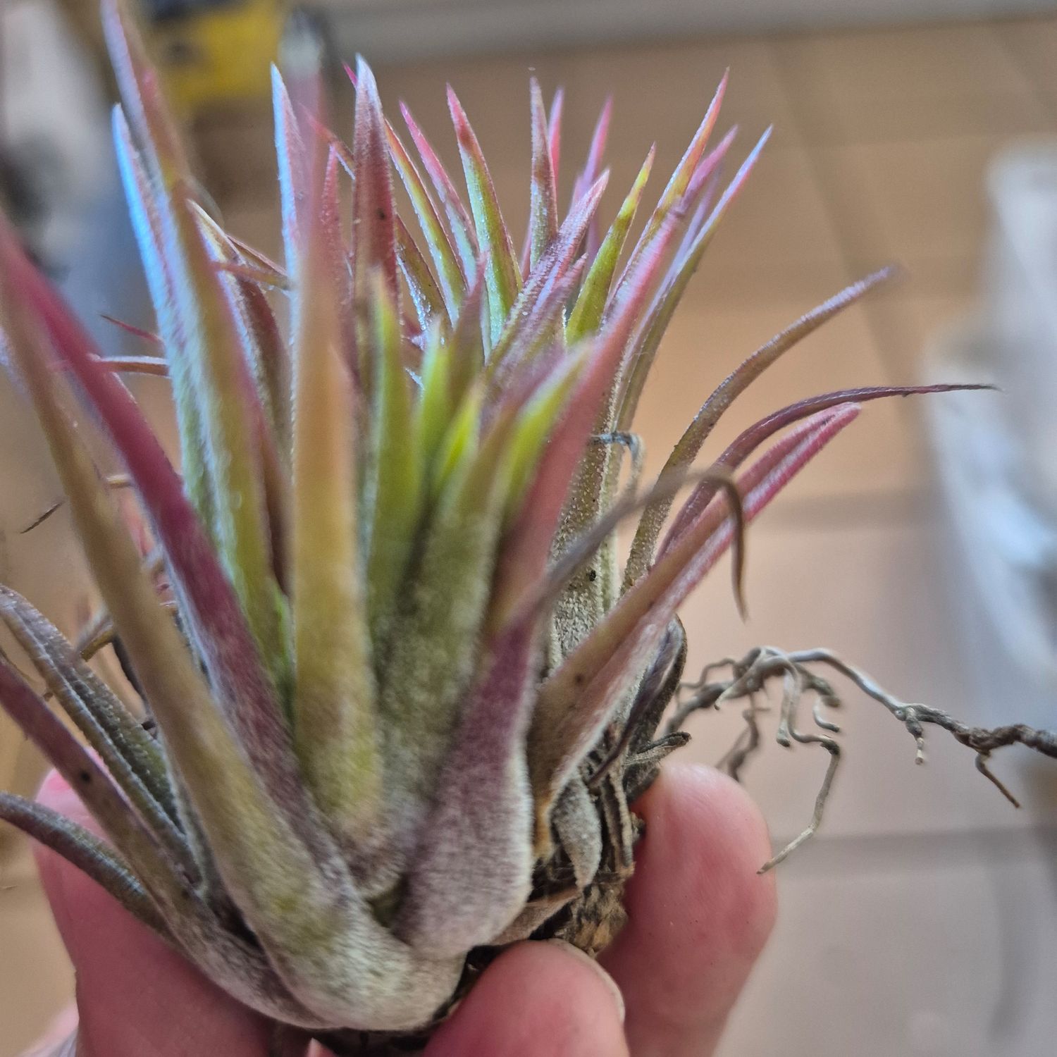Tillandsia variegata
