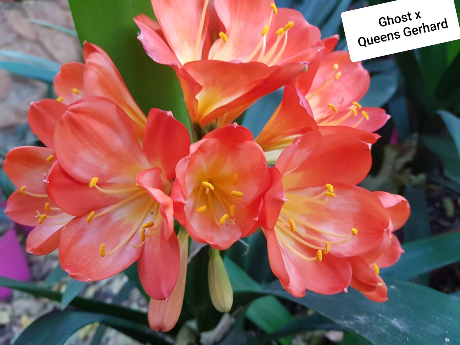 Clivia Ghost x Quinns Gerhard T