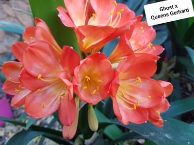 Clivia Ghost x Quinns Gerhard T (Mature Seedling)