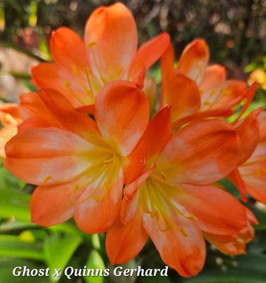 Clivia Ghost x Quinns Gerhard T (Mature Seedling)