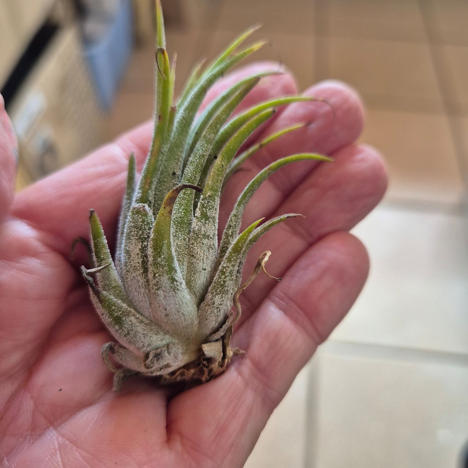 Tillandsia ionantha honduras Tillandsia ionantha honduras