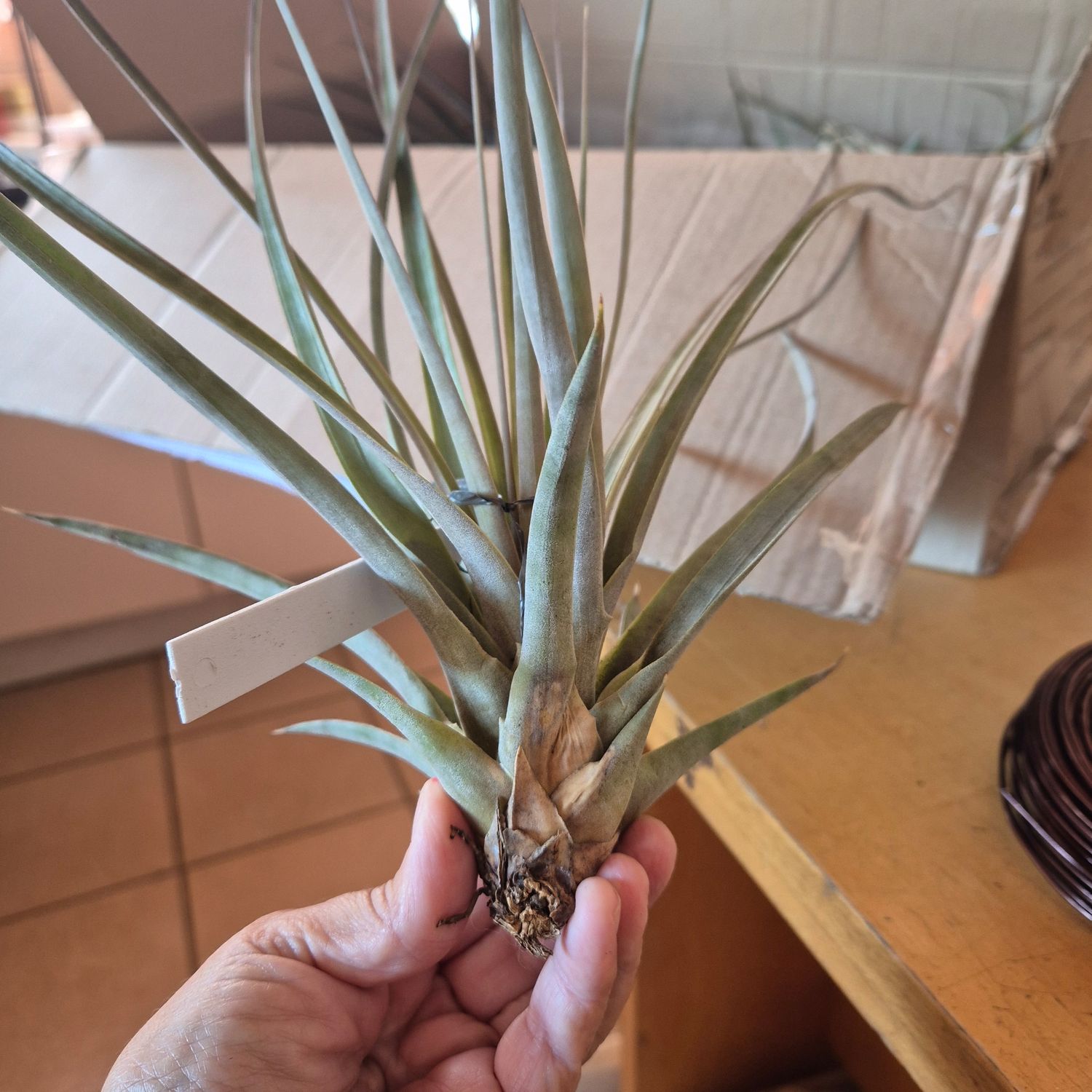 Tillandsia botteri