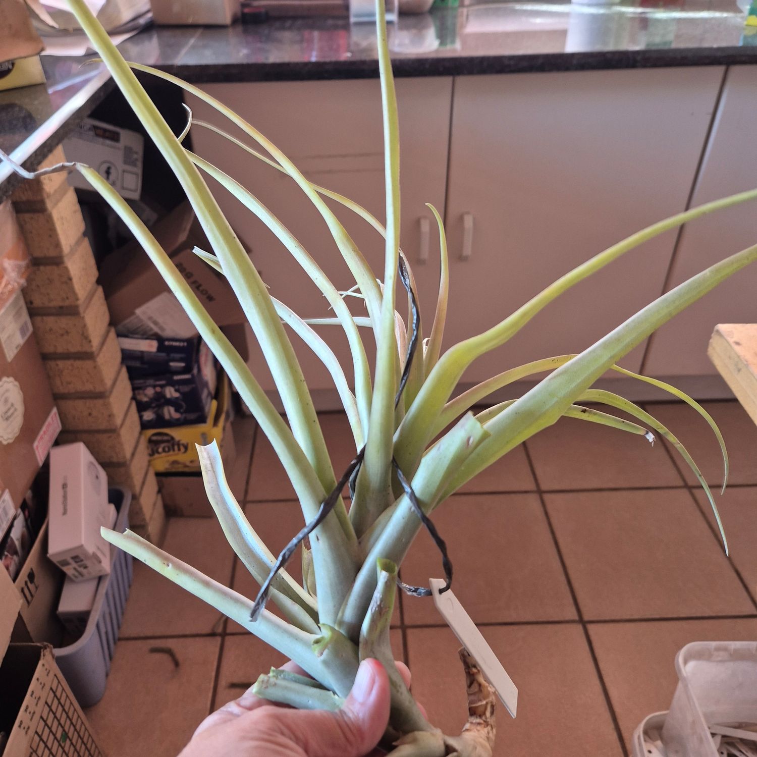 Tillandsia rhodecephala