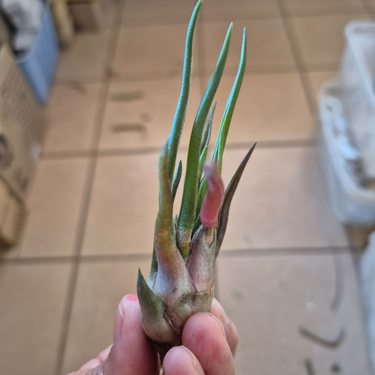 Tillandsias timm's twister