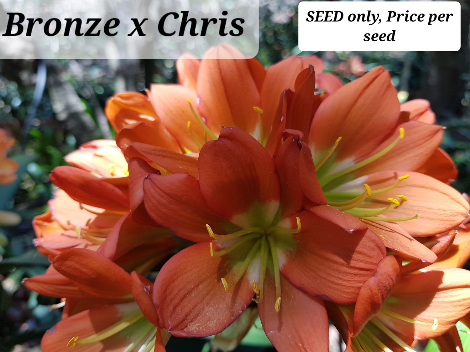 Clivia Bronze x Chris grown from seed T