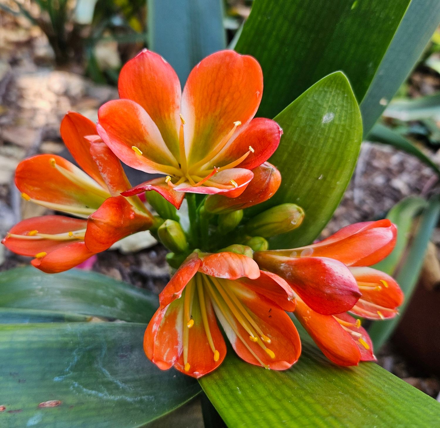 Clivia Bronze x Chris grown from seed T Clivia Bronze x Chris grown from seed T