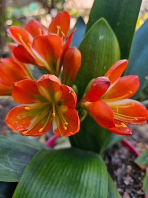 Clivia Bronze x Chris grown from seed T