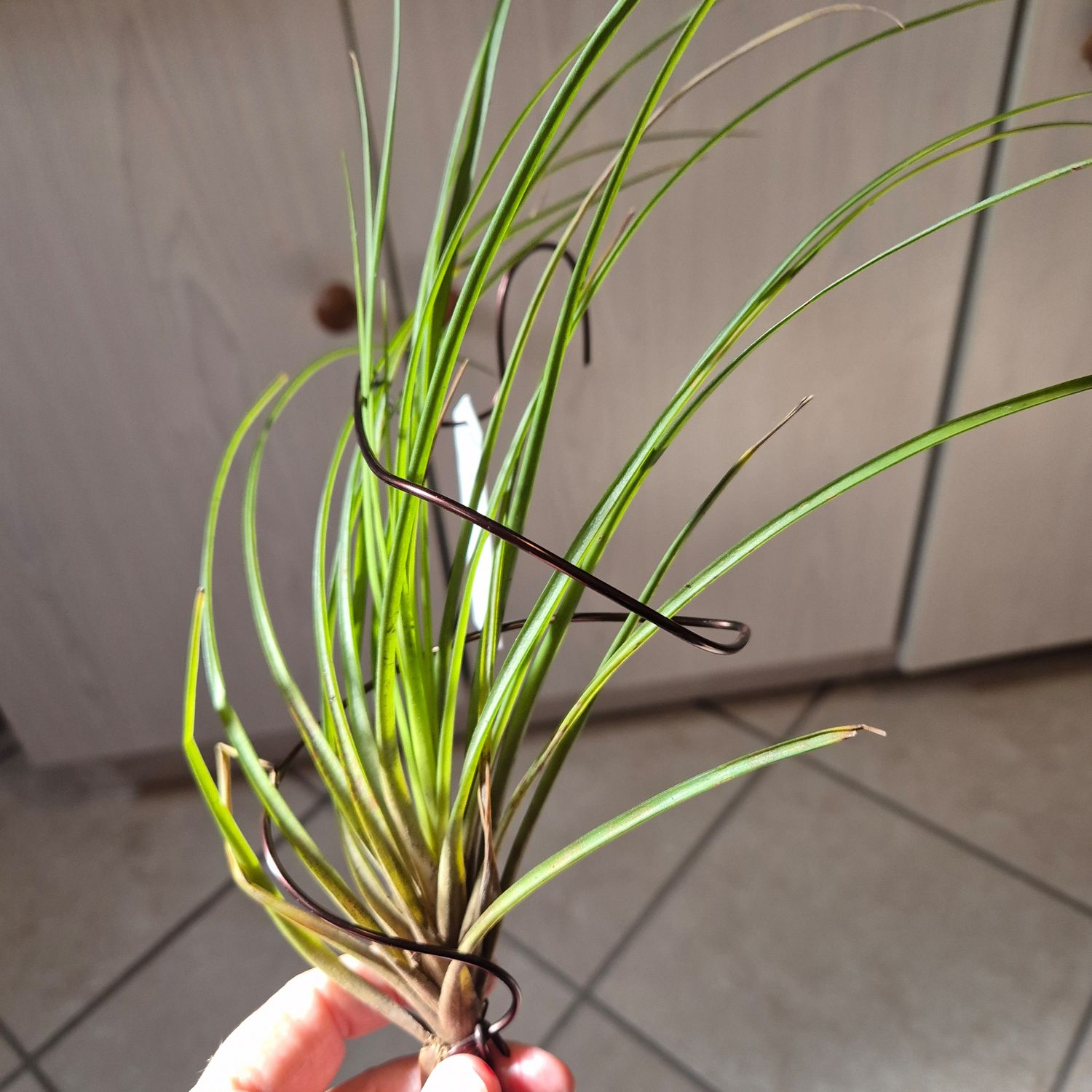 TILLANDSIA LEMELTONIA PREVIOUSLY NARTHECOIDES