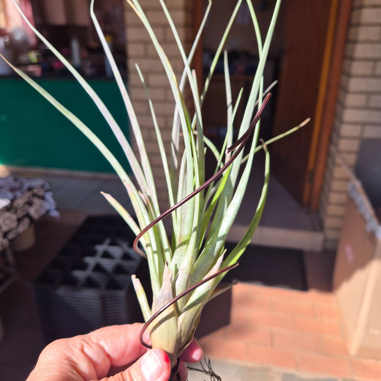 Tillandsia foliosa