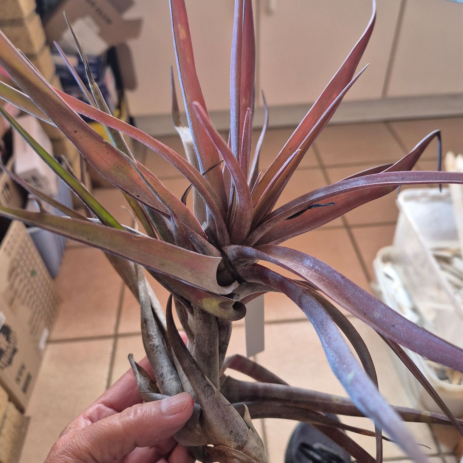 Tillandsia Novaki