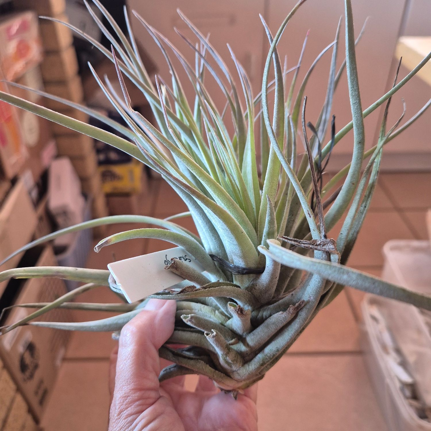 Tillandsia stupenda